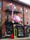 Pink Flamingo on the Cafe Hon